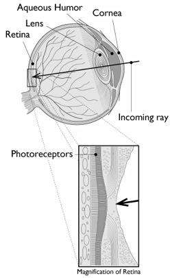 The eye as a measurement device [Greger et al.