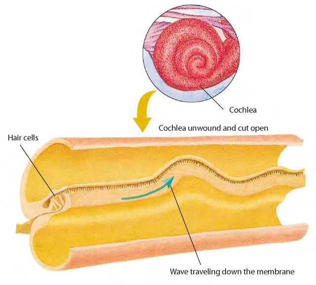 Cochlea: fluid-filled spiral tunnel that contains receptors Basilar membrane: holds the auditory receptors all