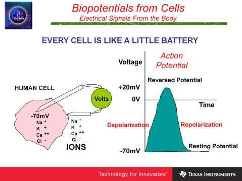 Biopotentials are developed from electrochemical gradients established across cell membranes.