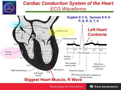 The Cardiac Conduction System is the name given to the heart s electrical conduction system. It controls the contraction of the heart. The SA node is often referred to as the heart s pacemaker.