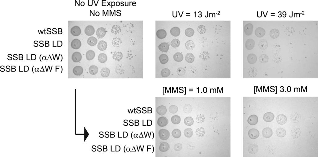 4326 Nucleic Acids Research, 2016, Vol. 44, No. 9 Figure 7. In vivo UV and MMS sensitivities of SSB variants.