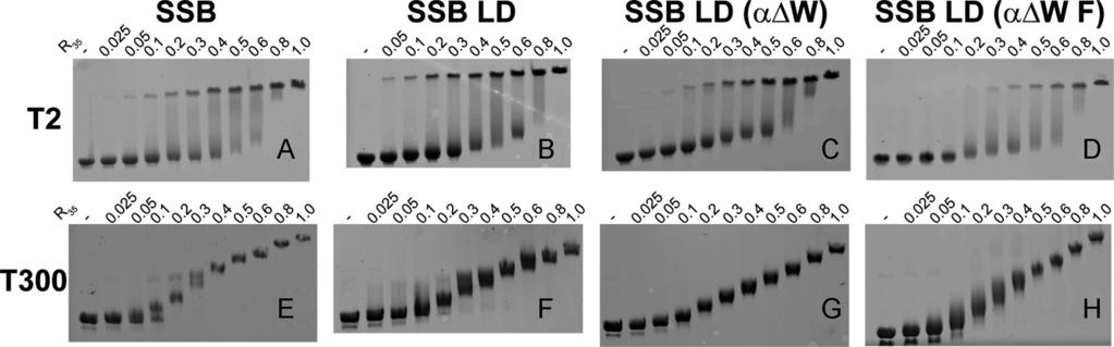Nucleic Acids Research, 2016, Vol. 44, No. 9 4325 ric. In these experiments, the apparent occluded site size of SSB LD ( W F) decreases from 42 nts at 200 nm protein, to 39 nts at 400 nm protein.