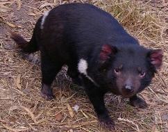 Tasmanian Devil Model The Tasmanian Devil is the world's largest surviving carnivorous marsupial, and is found only in Tasmania, Australia.