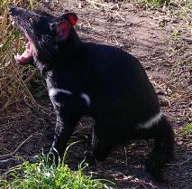 Tasmanian devils with the disease usually die within three to eight months of the lesions first appearing. The disease first appeared in 1996 and is now threatening to wipe out the entire population.
