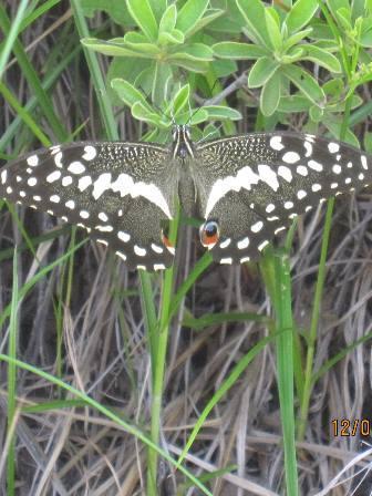 Ten butterfly species were encountered during the site visit (Figure 8-10), all of which have previously been recorded in QDS2628BC except