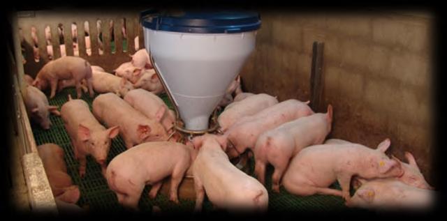 This Co-Operative comprises of five members who are proposing the establishment of a commercial pig production facility on Portion 15 of Farm Bultfontein 192 IR, Nigel, Gauteng.