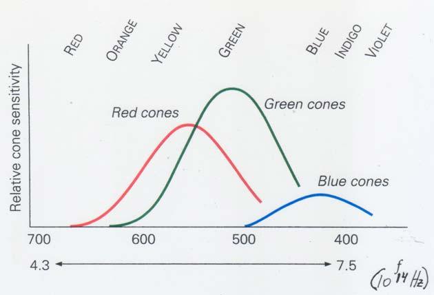 Color and Color Perception Color response of human eye Primary Additive Colors (Transmitted Light) Primary Additive Colors - RGB Red (R) Green (G) Blue (B)