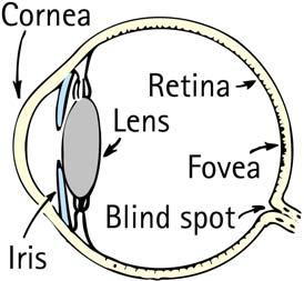 Seeing Light The Eye For clear vision, light must focus directly on the retina. The retina is not uniform. In the middle is the macula, and a small depression.