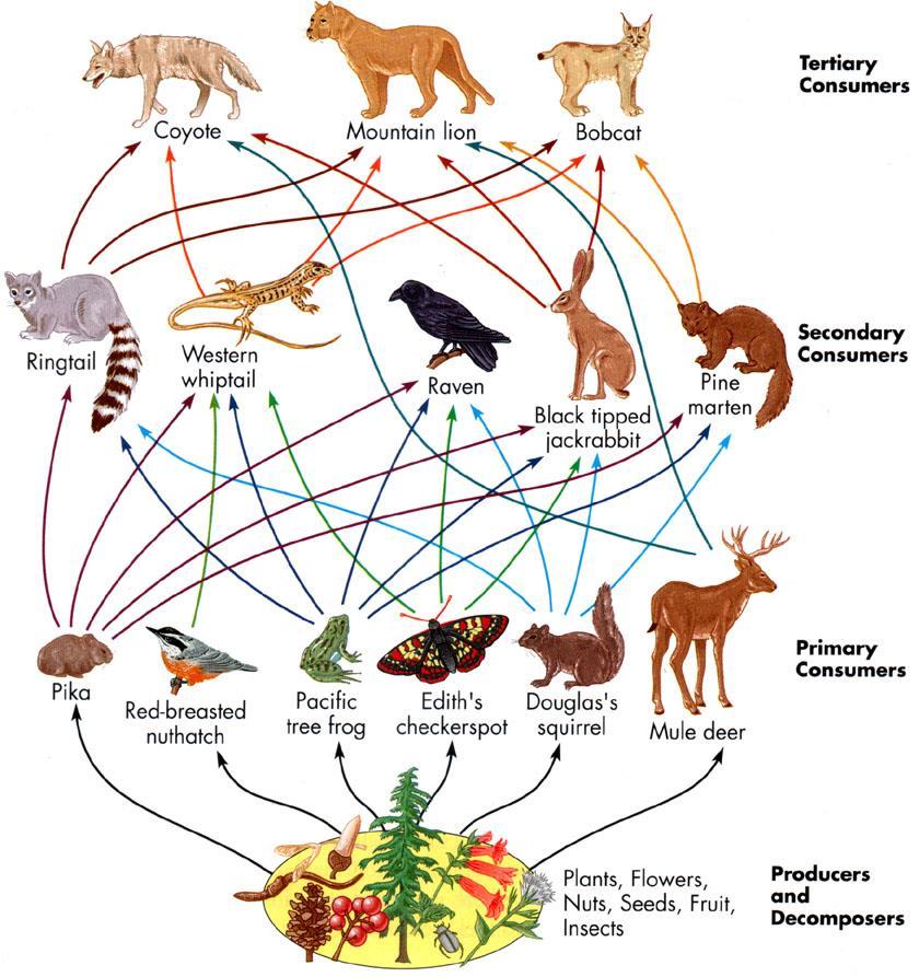 How about Ecosystem Nurturing game? 20 Food Web visualization Video from Youtube.