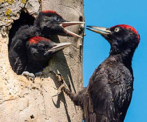The Black Woodpecker is digging his hole and making his spring clearing in the nest.