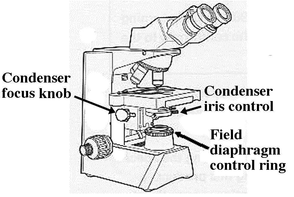 Koehler illumination is proper alignment of the incident or illuminating light for microscopy.