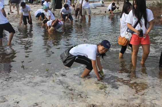 to plant mangrove  Collect rubbish at