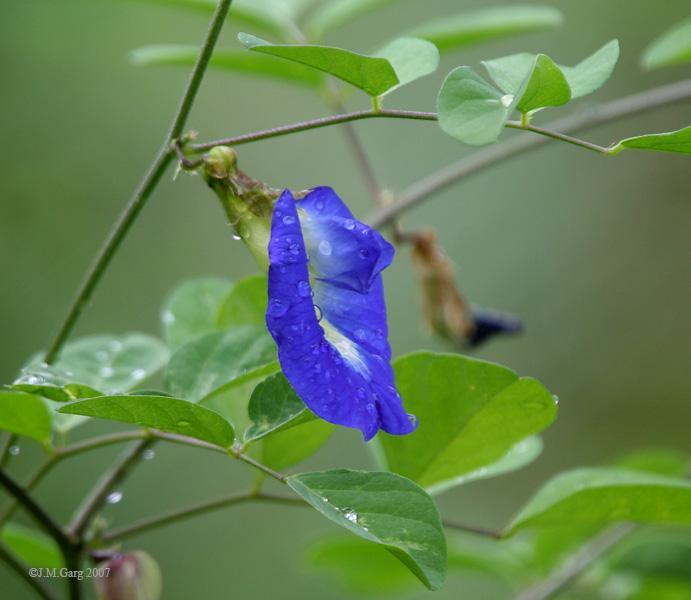 Clitoria Ternotea-Flower PLANT DESCRIPTION Clitoria ternotea, is shrub belongs to the Fabaceae family. It is a perennial herbaceous plant. Its leaves are elliptic and obtuse.