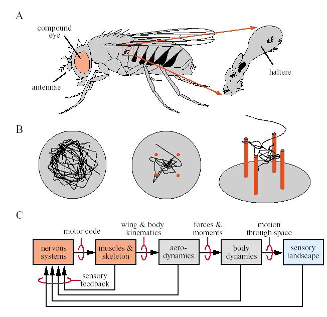 62 Chapter 3. Applications, Opportunities, and Challenges Figure 3.10. Overview of flight behavior in a fruit fly, Drosophila.