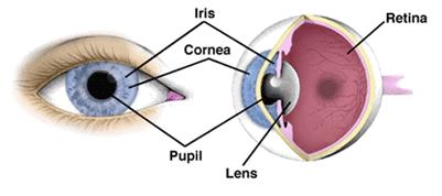 Iris Recognition The