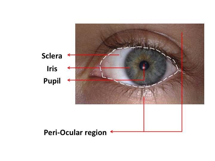 Figure 1.1 Figure showing the external anatomy of the human eye in the RGB spectrum.