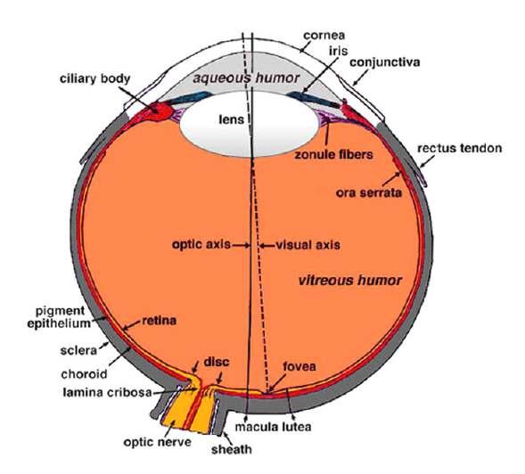 Figure 1.3 Sagittarial cross-section of iris. Image published here with permission from [1] by the eye. It covers the entirety of iris with an approximate diameter of 11.8mm.