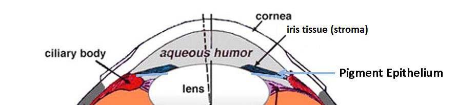 Iris After the light passes through aqueous humor, it encounters the annular iris region with a hole in the center. The iris acts as a diaphragm between the anterior and posterior chamber of the eye.