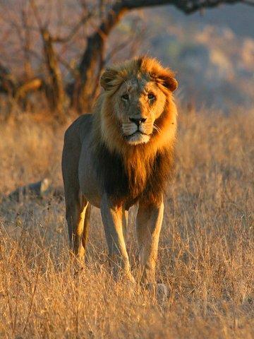WSC Kruger & Wakkerstroom Itinerary 2015 3 Lion by Leon Fouche Day 2, 1 st November: Satara area, Kruger National Park.
