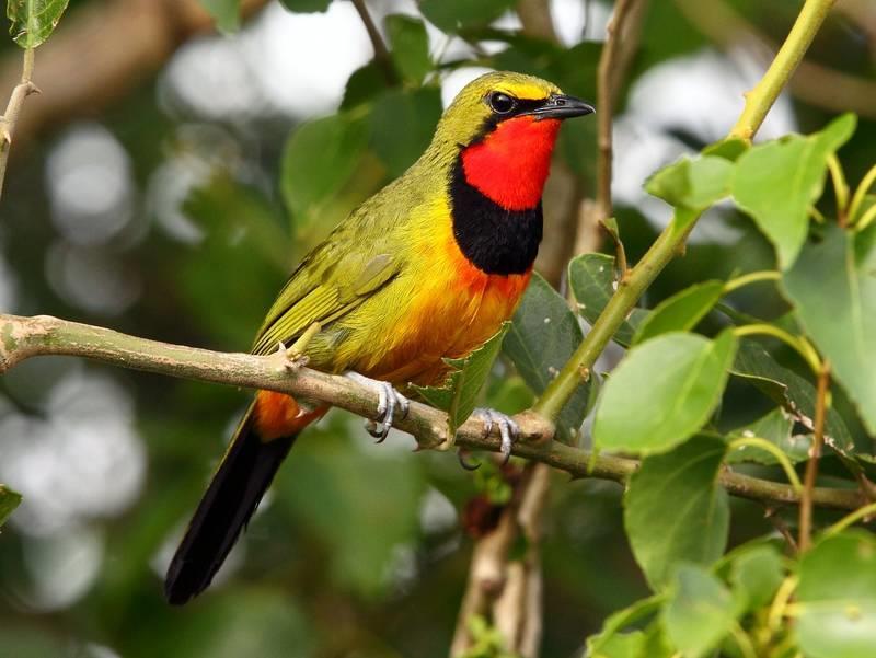 South Africa Kruger Park Bird & Wildlife Challenge 2019 - Eastern Highlights Extension 15 th to 21 st February 2019 (7 days) Gorgeous Bushshrike by Adam Riley The provinces of Mpumalanga and