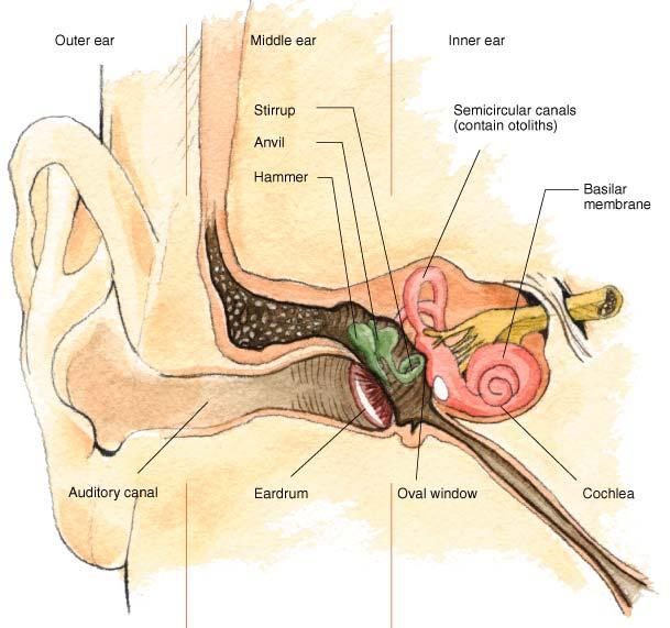 Structures of the Ear Outer ear Ear drum Middle ear