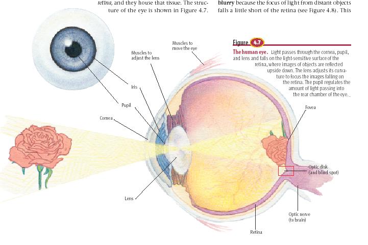 The Visual System Sclera
