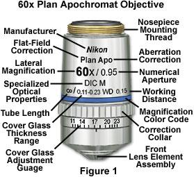 Microscope Objectives Amici Objective
