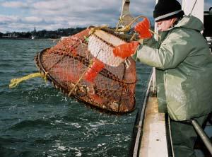 On the Atlantic, many Native vessels now take crab. (Photo: DFO) Look for our next newsletter to be published in February 2009!