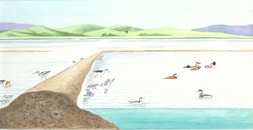 Despite the documented importance of San Francisco Bay salt ponds to populations of Pacific Flyway waterbirds, few guidelines exist for state and federal wildlife agencies on how to actively manage a
