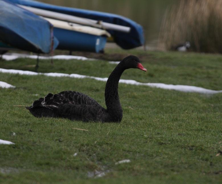 Escaped species Black Swan Cygnus atratus Escapee. One was seen at Nickoll s Quarry on the 14 th March (I. A. Roberts).