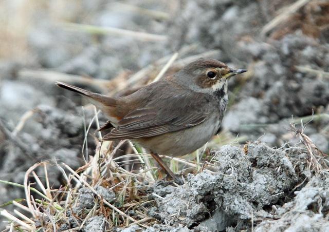 On the 29 th a female Bluethroat (presumably the same bird having reappeared) was at Samphire Hoe, where it performed well until the 3 rd April.