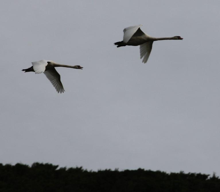 Systematic list Mute Swan Cygnus olor Breeding resident, winter visitor and passage migrant.