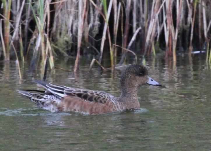 Wigeon Anas penelope Winter visitor and passage migrant. Cold weather in January led to the second largest ever influx into the area.