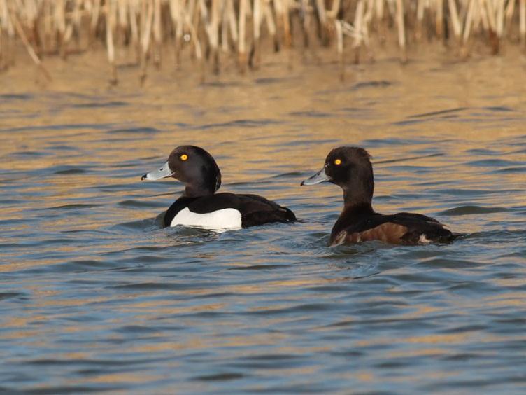 Tufted Duck Aythya fuligula Breeding resident, winter visitor and passage migrant.