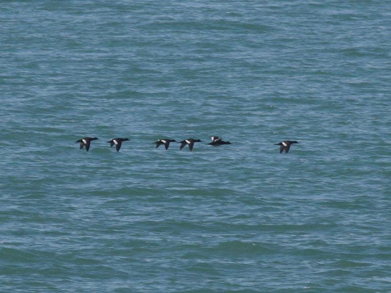 A flock of Common Scoter remained off Princes Parade, Seabrook from 2012, increasing to 32 on the 6 th January and to 58 on the 23 rd February, with 57 still present on the 31 st March.