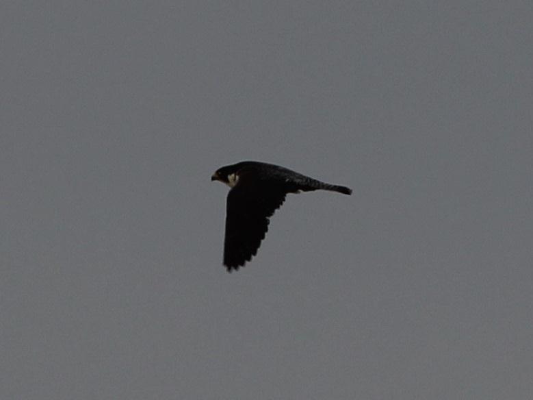 recorded in the last three years. Osprey Pandion haliaetus Scarce passage migrant. Singles flew in off the sea at Samphire Hoe on the 1 st June (I. A.