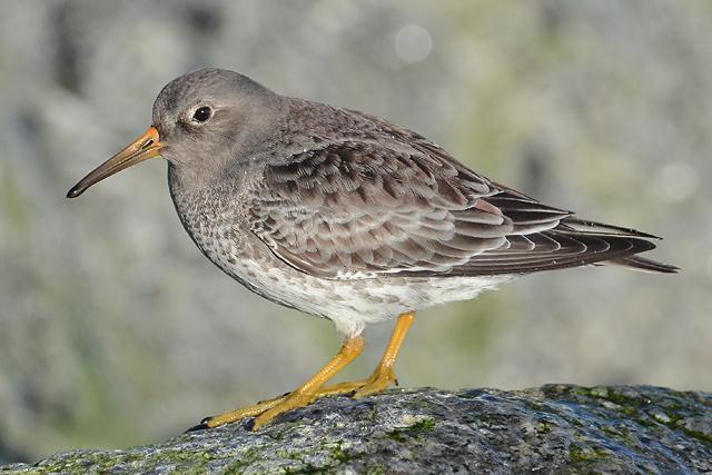 Purple Sandpiper at Hythe (Gavin Coultrip) Dunlin Calidris alpina Winter visitor and passage migrant.