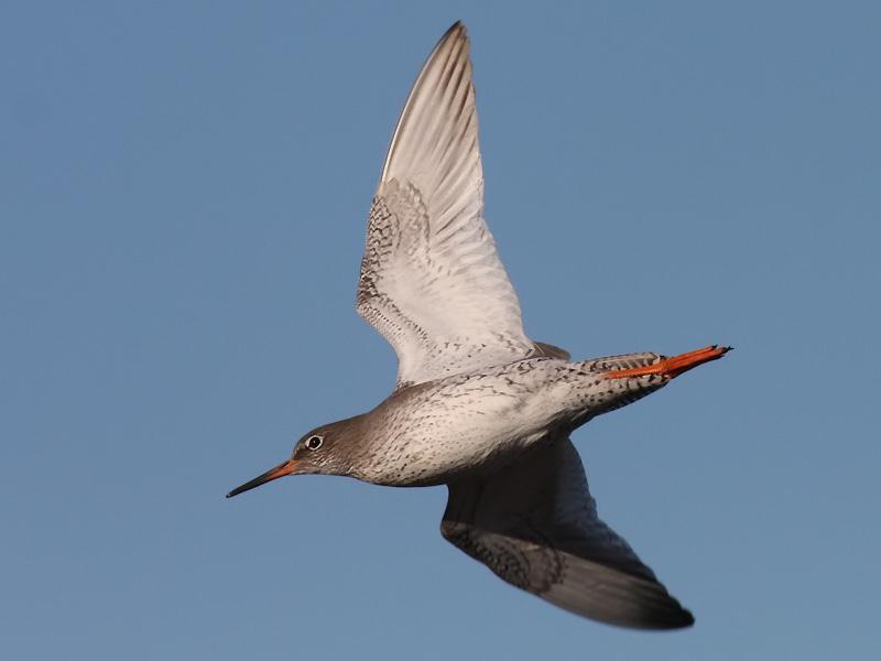 Singles flew east past Samphire Hoe on the 6 th May and west there on the 14 th August. Redshank Tringa totanus Winter visitor and passage migrant.