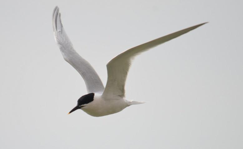 Little Tern Sternula albifrons Passage migrant, formerly bred. On the 5 th May 15 flew east past Folkestone Pier with six, presumably some of the same birds, also noted off Samphire Hoe.