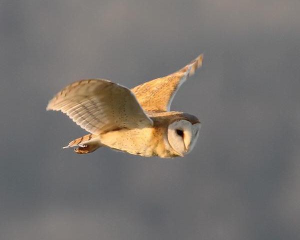 Barn Owl Tyto alba Rare breeding resident, passage migrant and winter visitor.