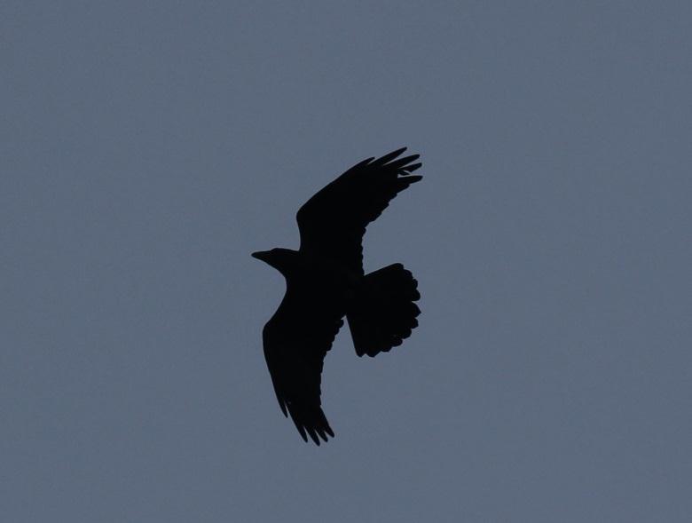 3 rd May. Raven Corvus corax Formerly a vagrant, now a regular non-breeding visitor at any time of year.