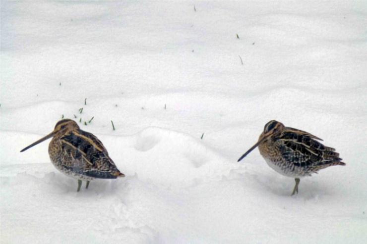 Common Snipe were more widely recorded, with counts of up to 4 at Samphire Hoe, 5 at Nickoll s Quarry and 8 at Botolph s Bridge, and even a few in gardens in Cheriton and Folkestone (including three