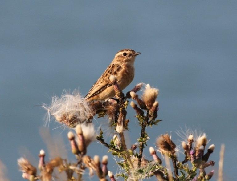 In May a count of three at Samphire Hoe on the 19 th included an additional singing male and another bird which appeared to be a new arrival.