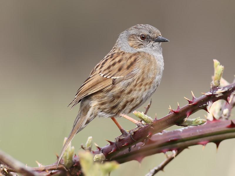 Dunnock Prunella modularis Breeding resident and passage migrant. A widespread resident.