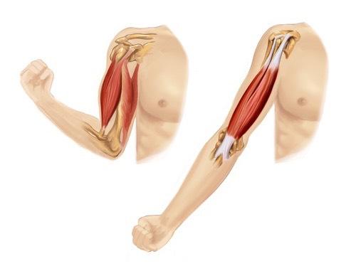 tendons, and joints - limb position