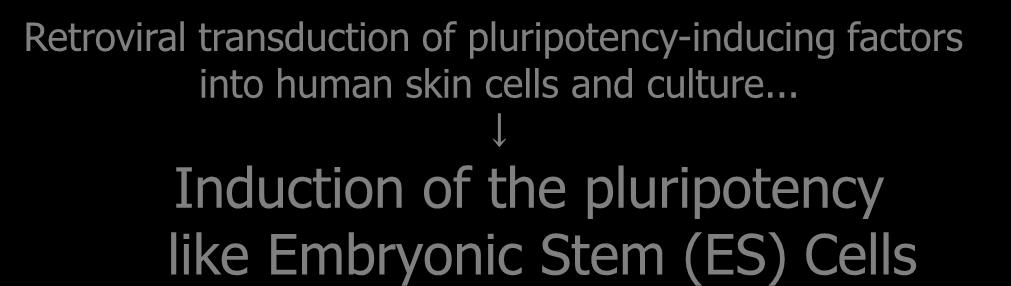 Human Skin cells (fibroblasts)