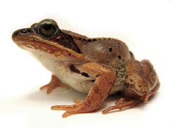 Field Monitoring in Green and Saginaw Bays Amphibian Diversity: BACI Design Mean BACI effect (estimated by two-factor mixed-effect ANOVA) was not significant for IBI or species diversity Amphibian