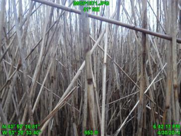 vegetation IBI: 17 2012: higher