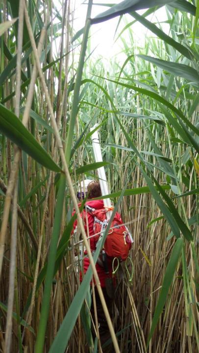 Introduction Millions of dollars have been spent on treatment of Phragmites infested wetlands with herbicide and other control methods But, few studies or management efforts have included