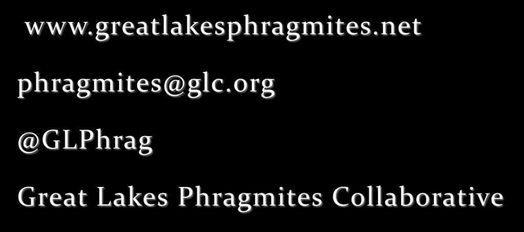www.greatlakesphragmites.net phragmites@glc.